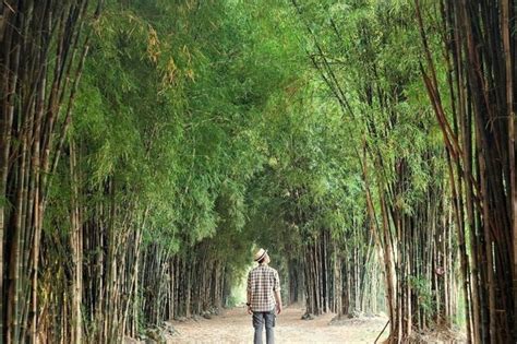 Hutan Bambu Surabaya Kesejukan Di Tengah Kota Januari 2024 | TravelsPromo